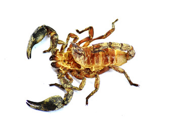 scorpion isolated on white background