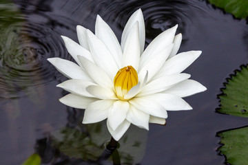 water lily in pond