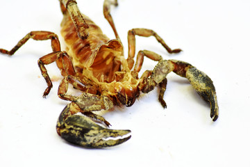 scorpion isolated on white background