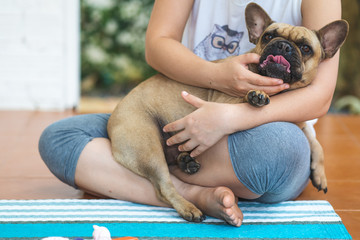 Cute French bulldog lies on the lap of the owner, close up, indoor
