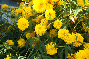 Rudbeckia laciniata cutleaf coneflower golden ball yellow flowers