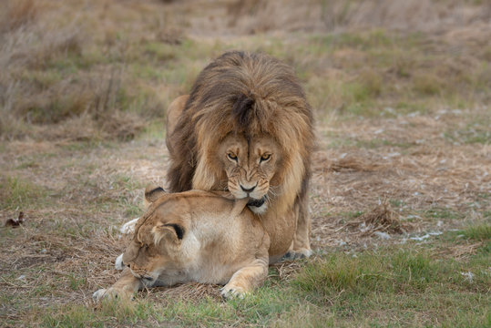 Lions Mating.