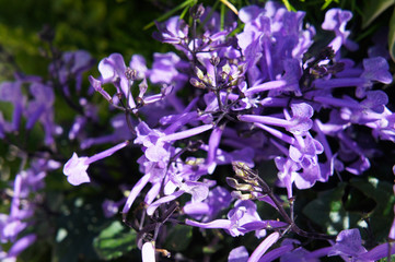 Plectranthus mona lavender spurflowers violet flowers 