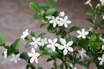 Wrightia antidysenterica or coral swirl shrub blossoming white flowers