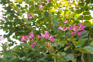 Chorisia speciosa or silk floss tree blossoming pink flowers
