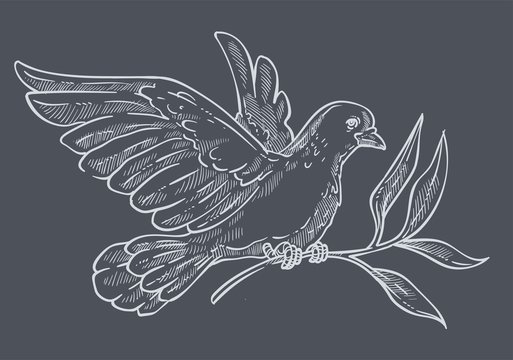 Dove or pigeon with olive branch isolated sketch or chalk drawing