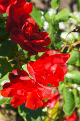  Floribunda rose sevillana red flowers vertcial