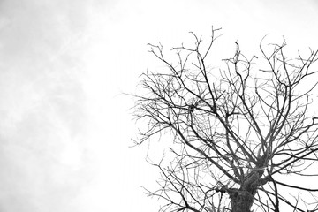 A grayscale shot of a tree branch in Autumn