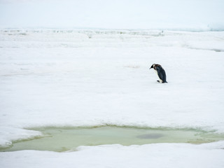 alone imperator penguin walks by ice in Antarctica