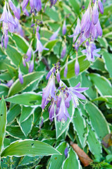 Hosta hybrida stiletto violet flowers with green vertcial