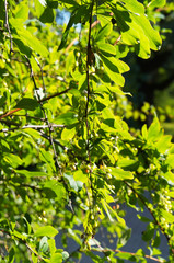 Shrub of berberis vulgaris or common barberry green foliage in sunlight