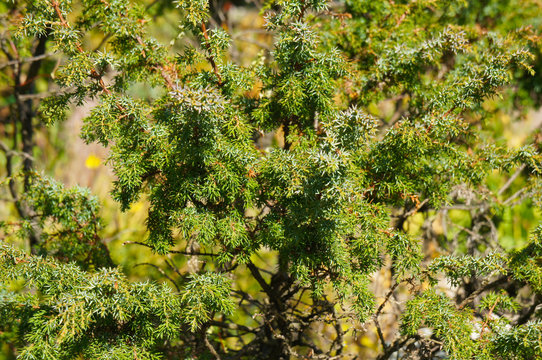 Juniperus communis juniper hemisphaerica green tree