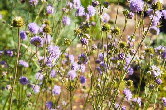 Knautia arvensis or field scabious violet flowers in garden