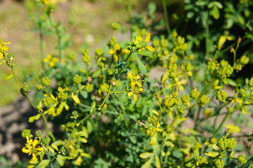 ruta graveolens jackman's blue green plant with yellow flowers