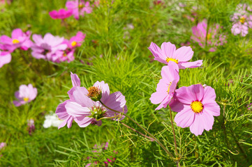 Cosmos bipinnatus or mexican aster pink flowers with green