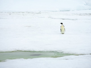 Obraz premium imperator penguin alone on ice in Antarctica
