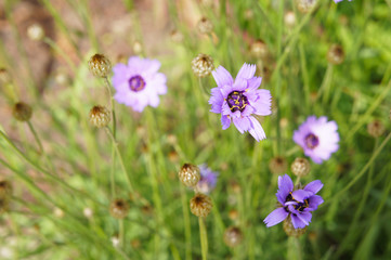 Catananche caerulea or cupid's dart violet flowers with green