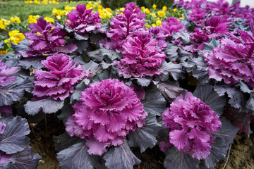 Image of decorative cabbage. Brassica. Winter frost-resistant ornamental plant.