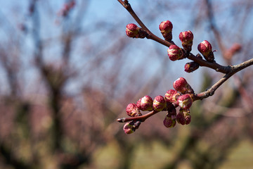 Image of blooming apple trees in the garden.