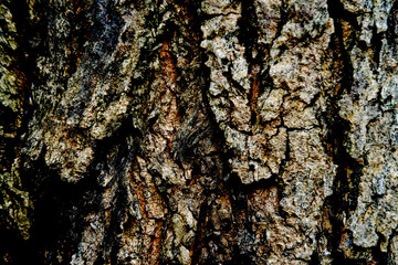 bark of a tree texture