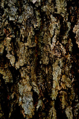 bark of a tree texture