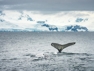 tail of whale with view to faraway mountains in Antarctica
