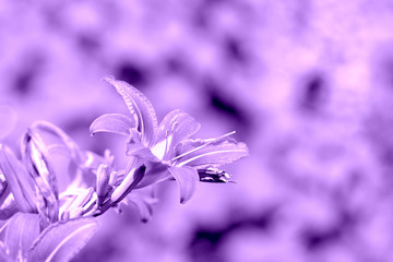 Fototapeta na wymiar Beautiful lily flowers in a summer garden close-up. Purple color toned