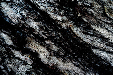 bark of a tree texture