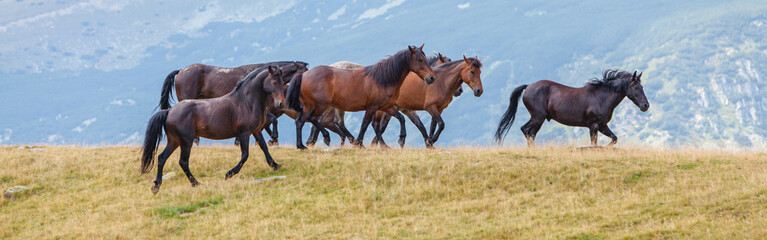 Free wild horses roaming on mountain pastures in the summer, in the Transylvanian Alps