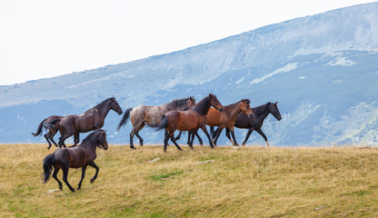 Fototapeta na wymiar Free wild horses roaming on mountain pastures in the summer, in the Transylvanian Alps
