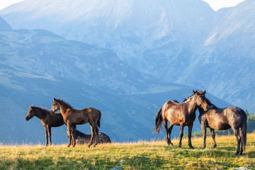 Wild horses roaming free in the mountains, under warm evening light