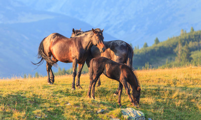 Fototapeta na wymiar Wild horses roaming free in the mountains, under warm evening light