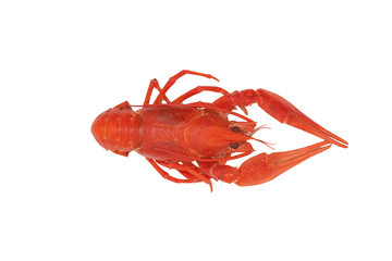 Boiled cancer on a white background. Red brewed crab for beer. Isolated image. Snack for beer.