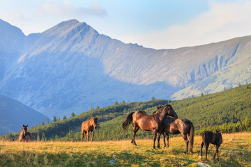 Fototapeta na wymiar Wild horses roaming free in the mountains, under warm evening light