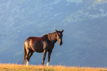 Wild horses roaming free in the mountains, under warm evening light