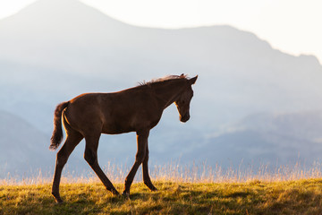 Obraz na płótnie Canvas Wild horses roaming free in the mountains, under warm evening light