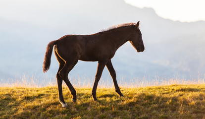Wild horses roaming free in the mountains, under warm evening light