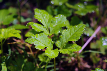 A young green plant emerges in spring, the beginning.