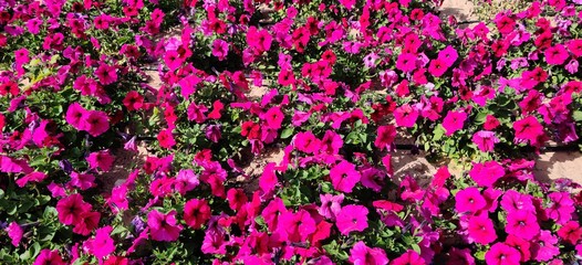 flowers in the garden