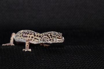 Female gecko eublefara leopard color on a black background
