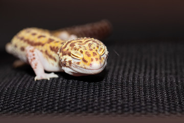 Female eublefara gecko yellow-orange leopard color squinted her