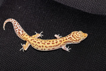 Female gecko eublefara yellow-orange leopard color on a black ba