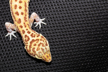 Female gecko eublefara yellow-orange leopard color top view