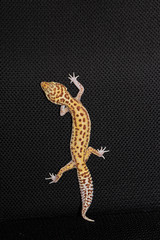 Naklejka premium Female eublefara gecko yellow-orange leopard color climbs up on