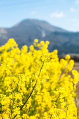 Obraz premium 菜の花と伊吹山