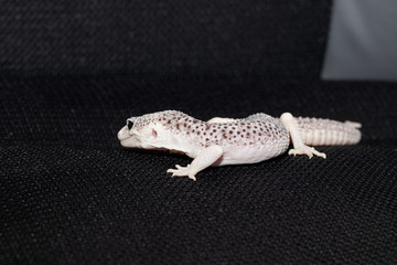 Fototapeta na wymiar Male gecko eublefara black and white leopard color on a black ba