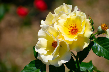 中之島公園の黄色い薔薇（金蓮歩）