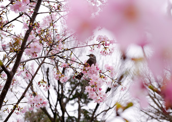 ひよどりと河津桜