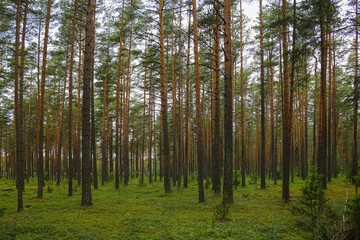 Beautiful young green spruce forest in spring.