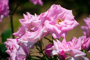 中之島公園のピンクの薔薇（桜貝）